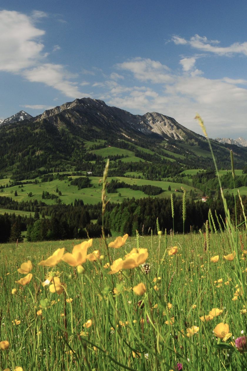 Blühende Blumenwiese in Unterjoch: Ein Meer aus gelben Blüten vor der beeindruckenden Bergkulisse des Allgäus.