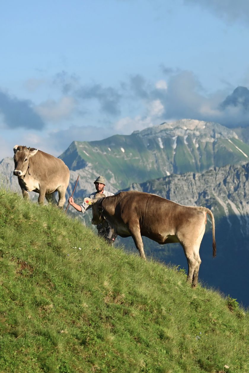 Kühe auf der Alpe Klank
