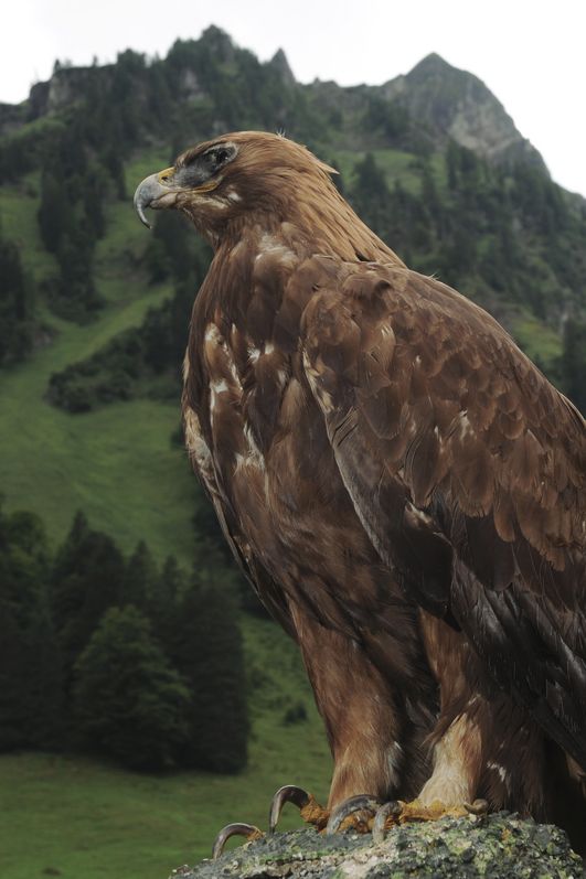 Steinadler in seiner natürlichen Umgebung in den Allgäuer Alpen bei Bad Hindelang.
