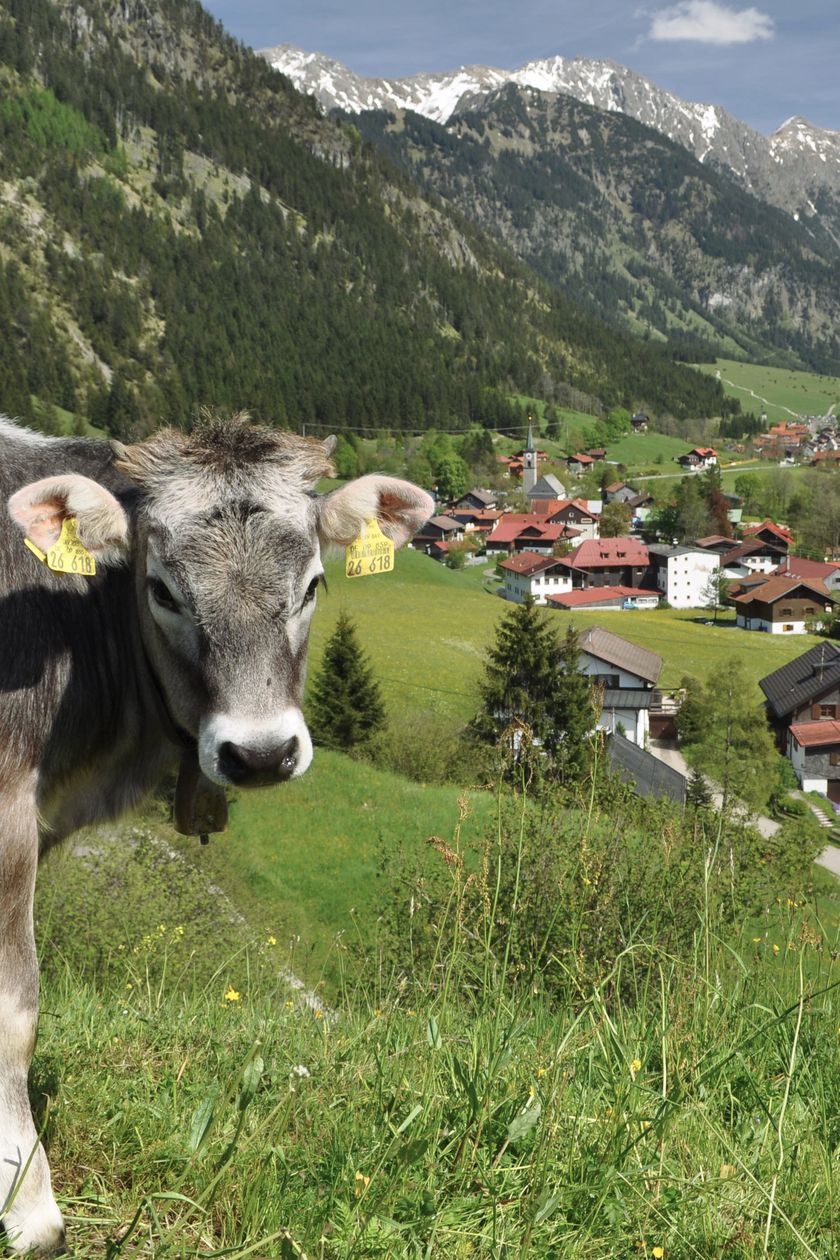 Kuh in Hinterstein im Frühling