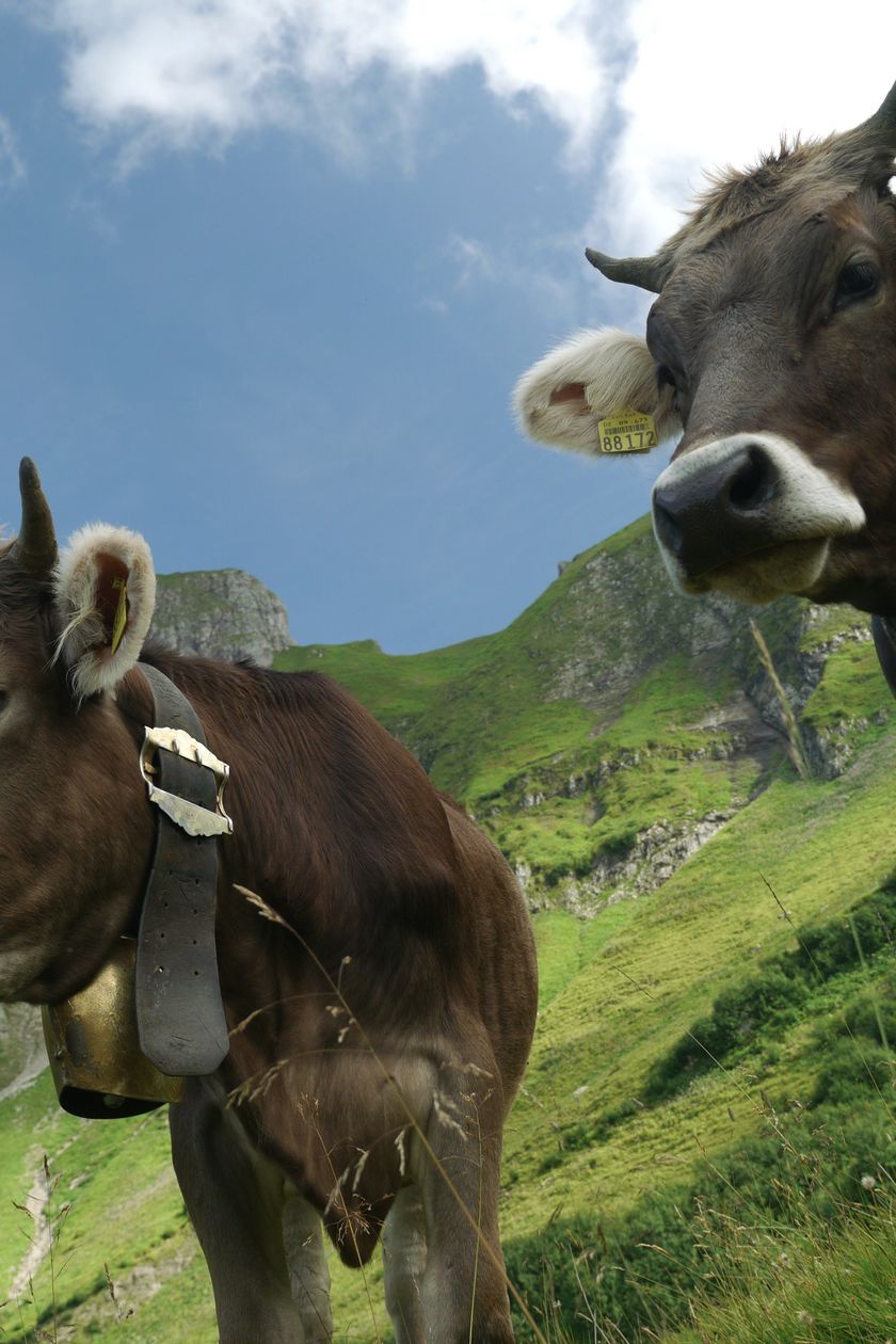 Rinder auf der Alpe Plättele