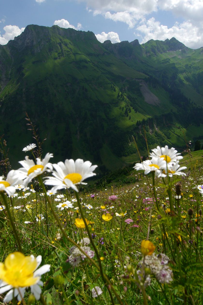 hind_blumenwieseobertal_90641