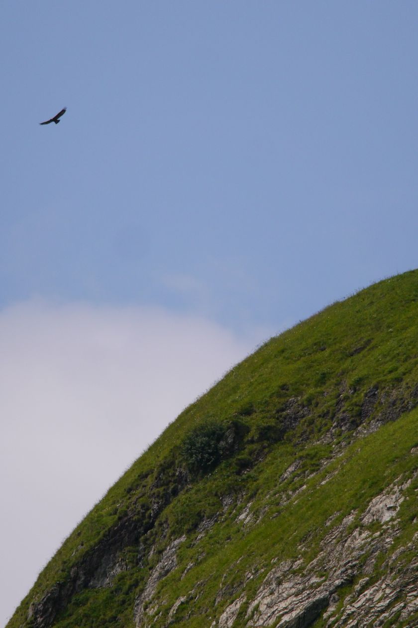 Hind_AdlerBärgündele_40127.JPG
