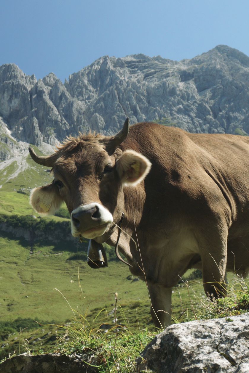 Zwei junge Rinder stehen auf einer Bergweide, im Hintergrund sind Berge zu sehen.