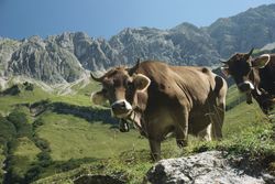 Zwei junge Rinder stehen auf einer Bergweide, im Hintergrund sind Berge zu sehen.