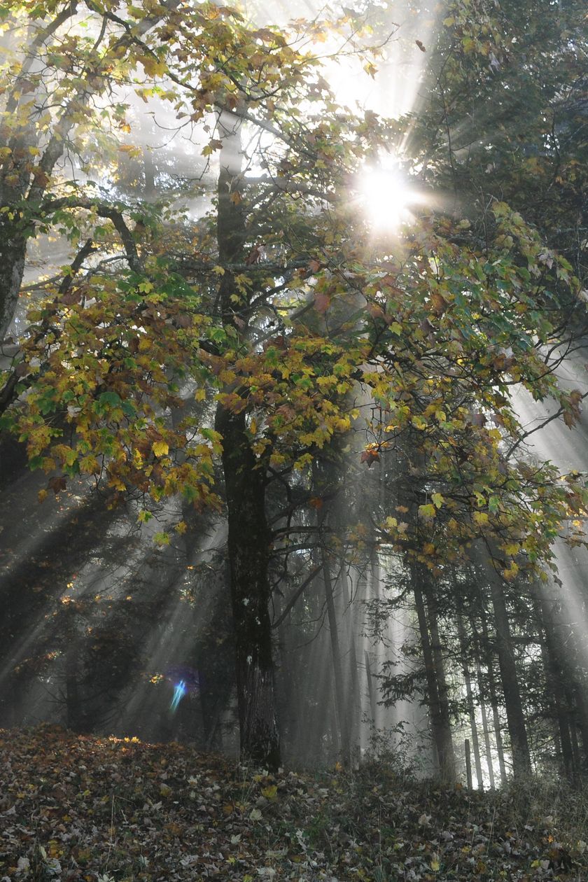Herbst an der "Polite"