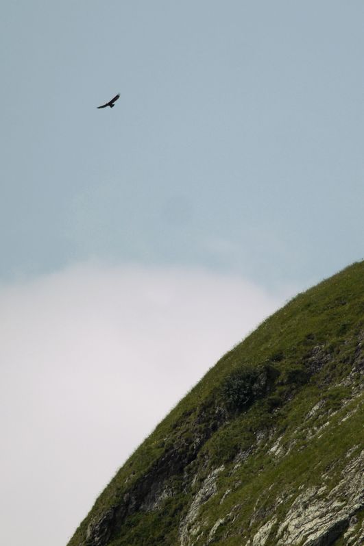 Steinadlerwanderung in Hinterstein