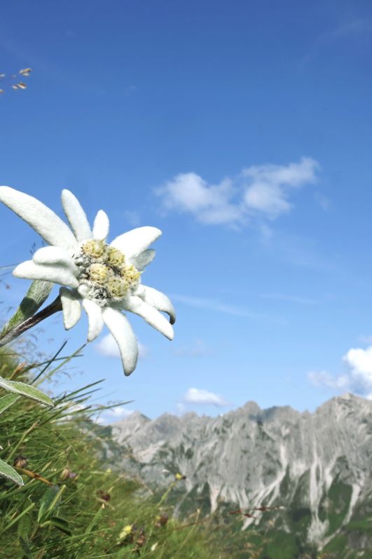 Nahaufnahme eines einzelnen Edelweiß am Himmeleck im Naturschutzgebiet der Allgäuer Hochalpen, mit weißen Blütenblättern und gelbem Zentrum.