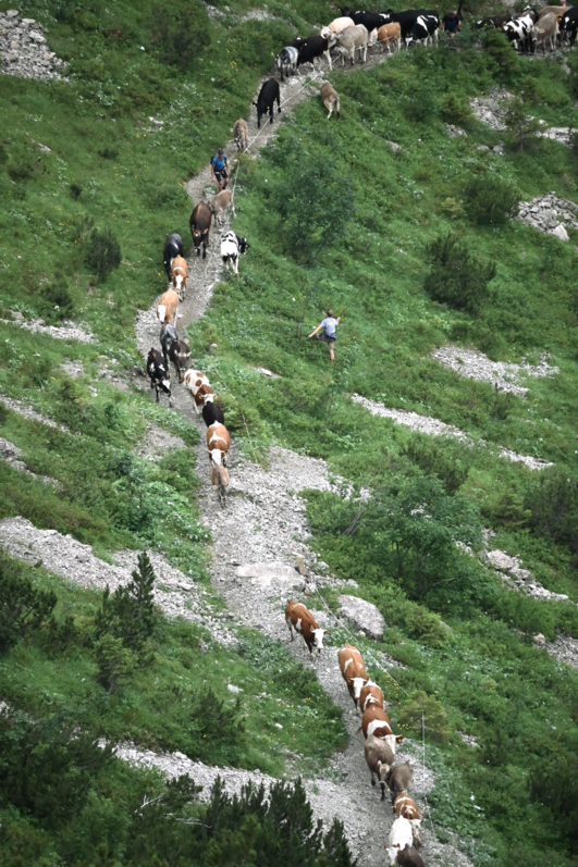 Alpauftrieb am Schrecksee: Kühe, Kälber und Hirten steigen einen steilen Pfad im Allgäu hinauf.