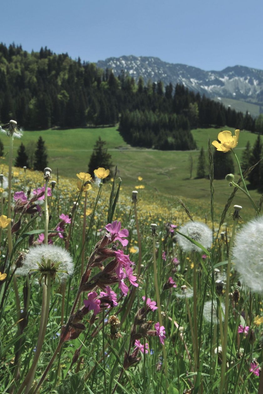 Blumenwiese in Unterjoch