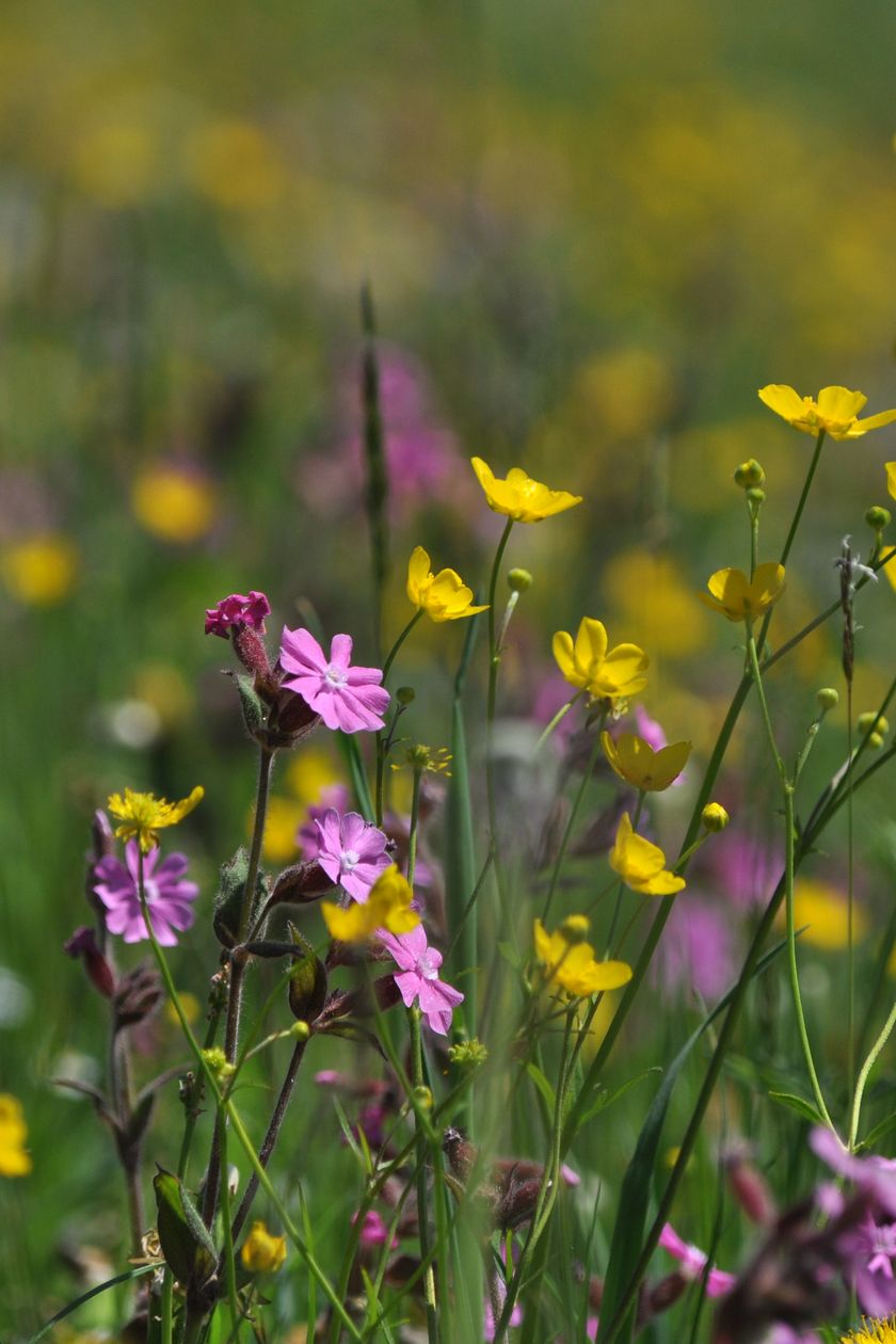 hind_blumenwiesehotzenbauer_7458