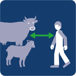 Piktogramm "Abstand halten zu Weidetieren" in Bad Hindelang, zeigt eine Person mit genügend Distanz zu Kuh und Schaf.