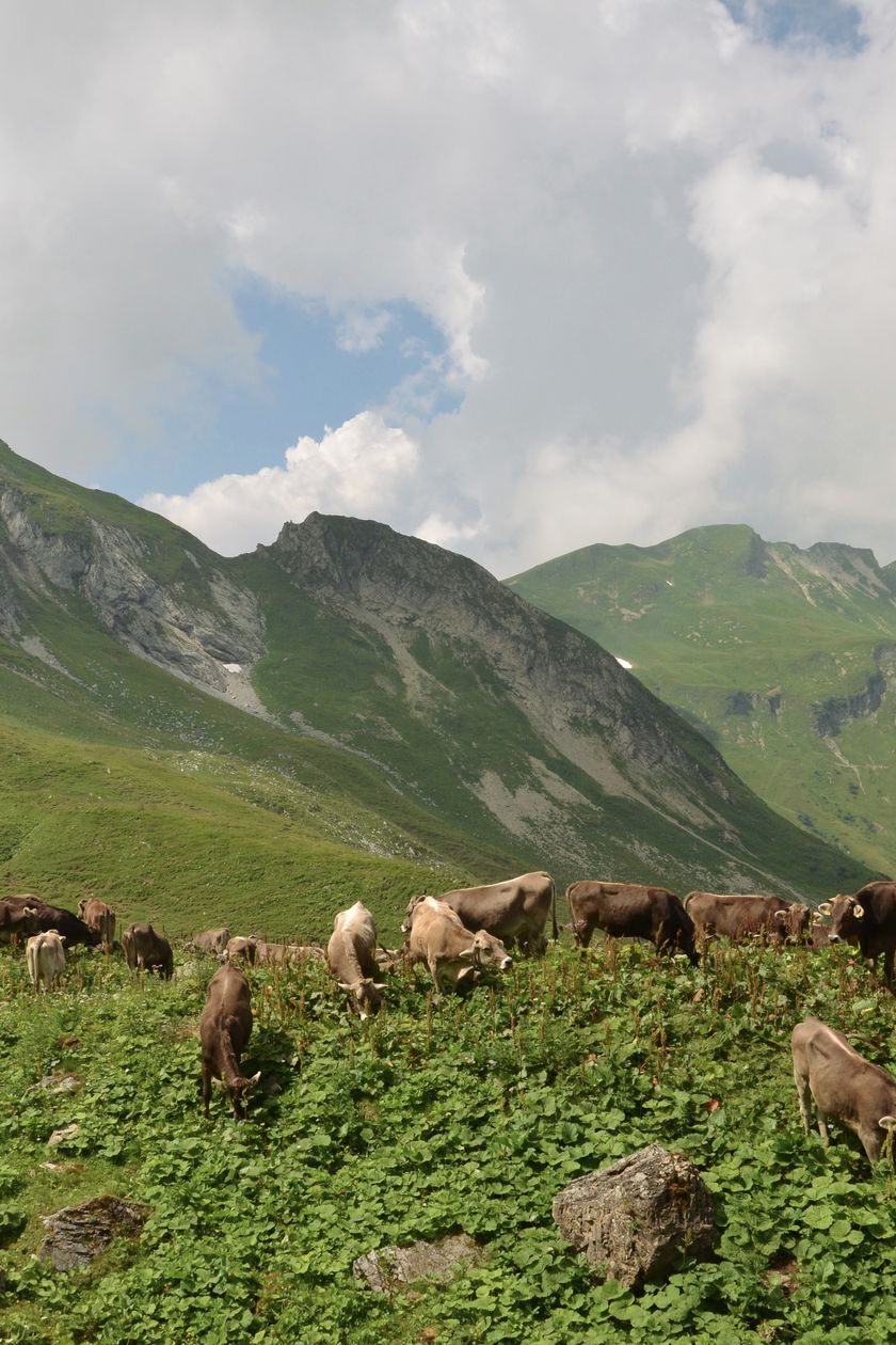 Sommerwiese im Obertal: Grüne Idylle mit Kühen und Bergen.