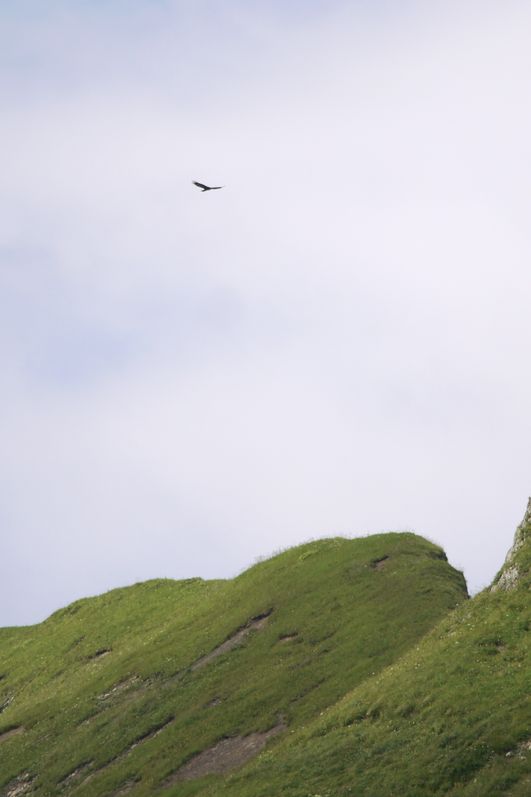 Steinadlerwanderung in Hinterstein